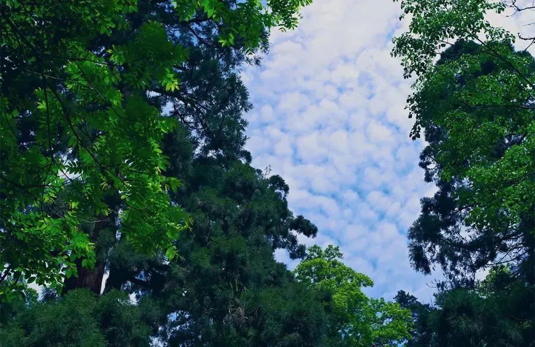 植樹(shù)節(jié)|守護(hù)綠色家園的秘密武器！